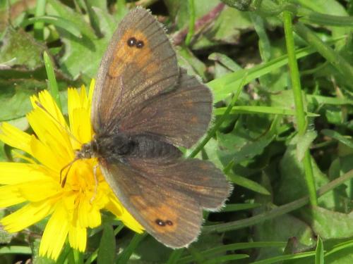 Erebia cassioides